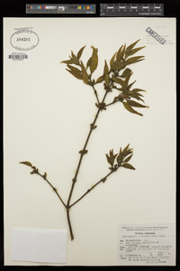 Phoradendron velutinum image