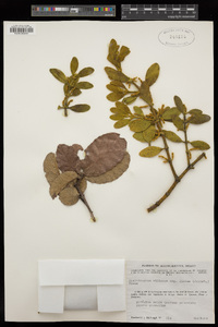 Phoradendron villosum subsp. flavum image