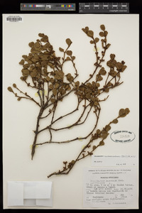 Phoradendron mucronatum image