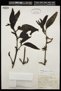 Phoradendron heydeanum image