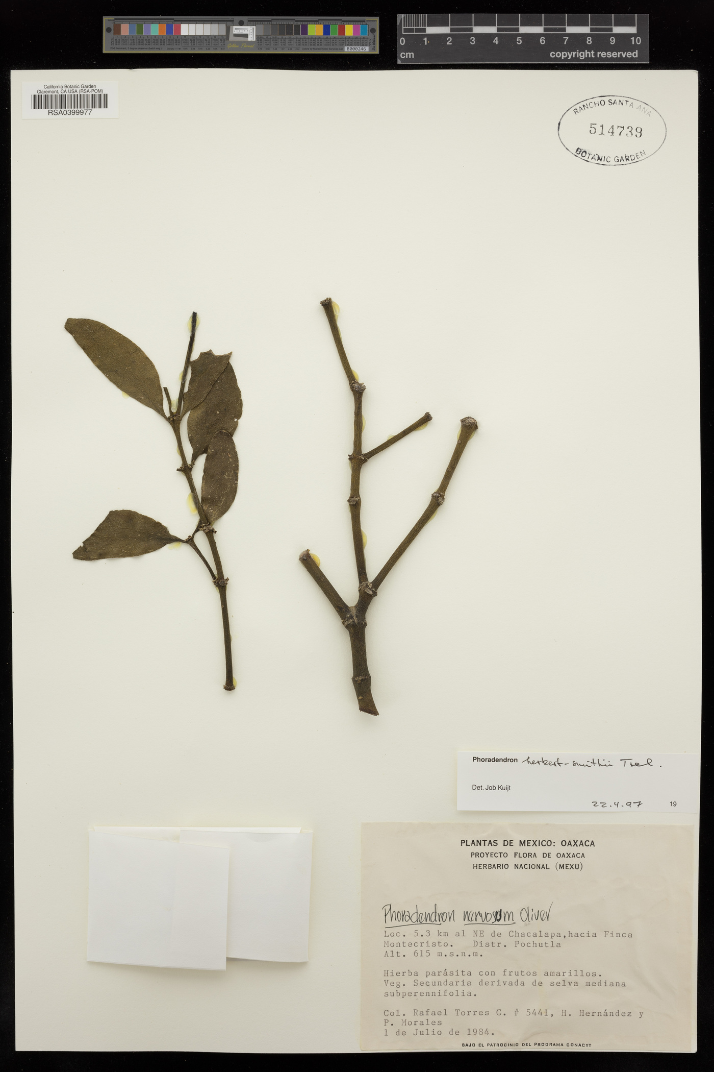 Phoradendron herbert-smithii image