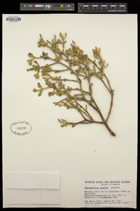 Phoradendron lanatum image