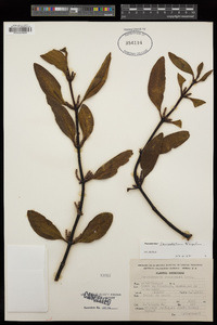 Phoradendron lanceolatum image
