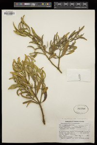 Phoradendron leucarpum subsp. macrophyllum image