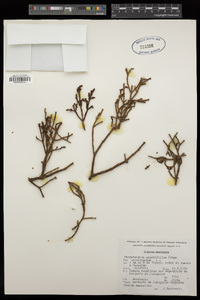 Phoradendron minutifolium image