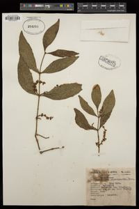 Phoradendron piperoides image