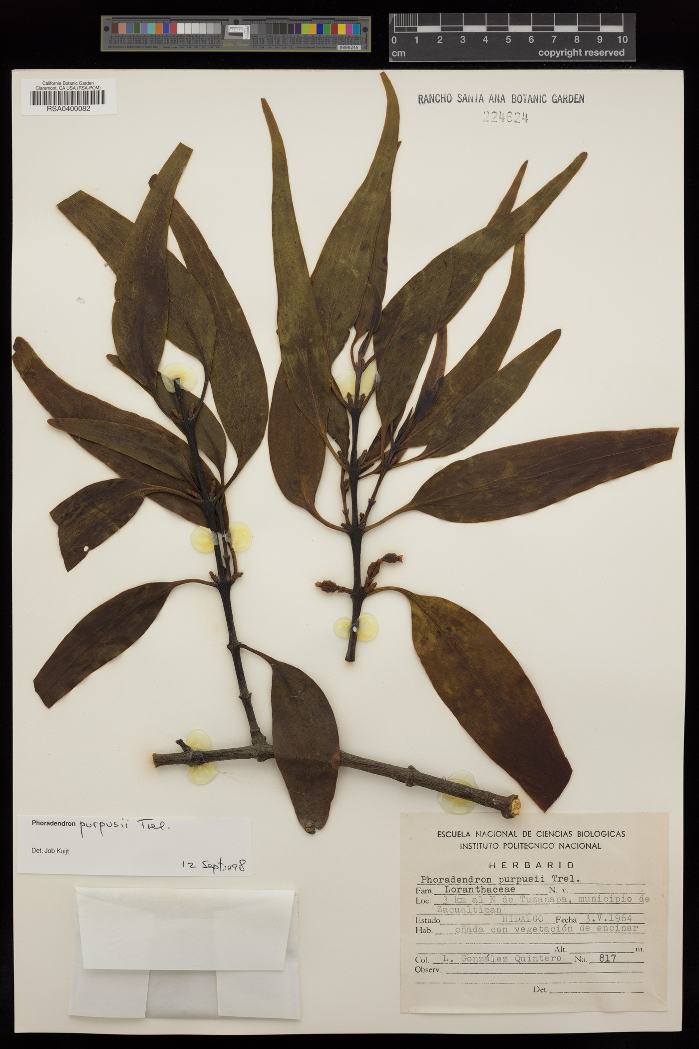 Phoradendron purpusii image