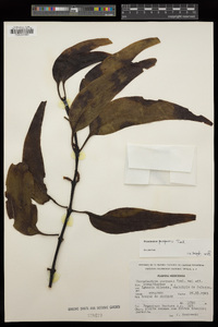 Phoradendron purpusii image