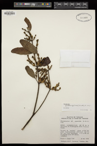 Phoradendron piperoides image
