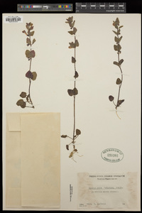 Scutellaria tuberosa image