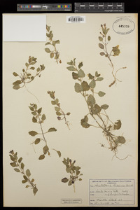 Scutellaria tuberosa image