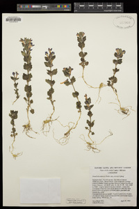 Scutellaria tuberosa image