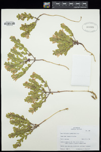 Scutellaria nana image