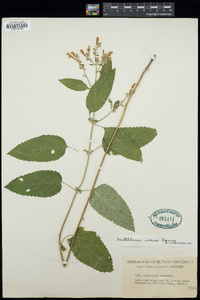 Scutellaria incana image