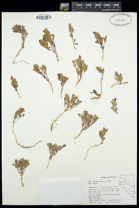 Scutellaria nana var. nana image