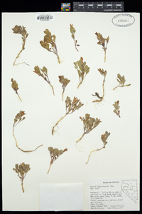 Scutellaria nana image