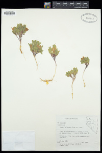 Scutellaria nana image