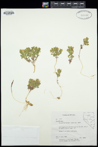 Scutellaria nana image