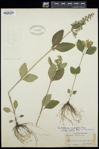 Scutellaria ovalifolia image