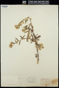 Symphyotrichum ericoides image