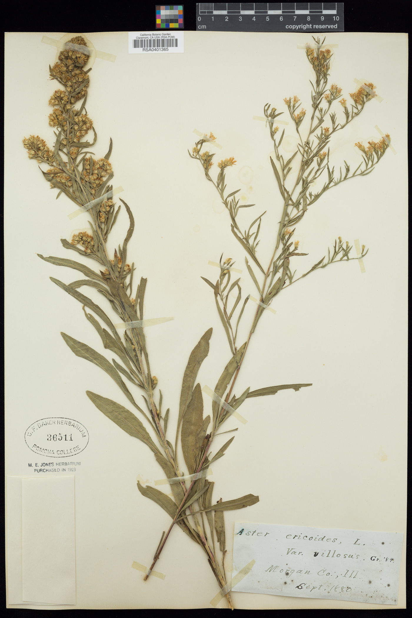 Aster villosus image