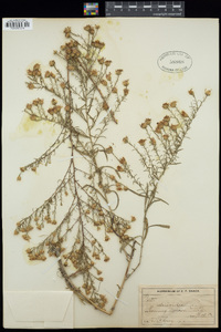 Symphyotrichum ericoides image