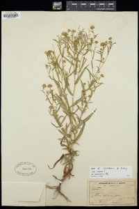 Symphyotrichum porteri image