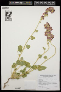 Sphaeralcea ambigua var. ambigua image