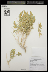 Atriplex confertifolia image