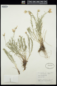 Aster stenomeres image