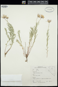 Aster stenomeres image