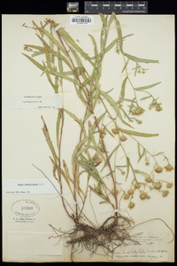 Aster subspicatus image