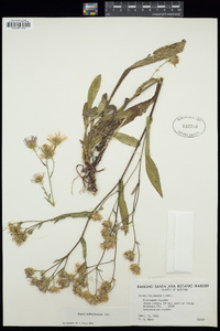 Aster subspicatus image