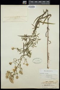 Aster subspicatus image