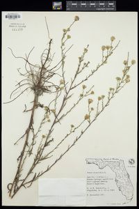 Aster tenuifolius image