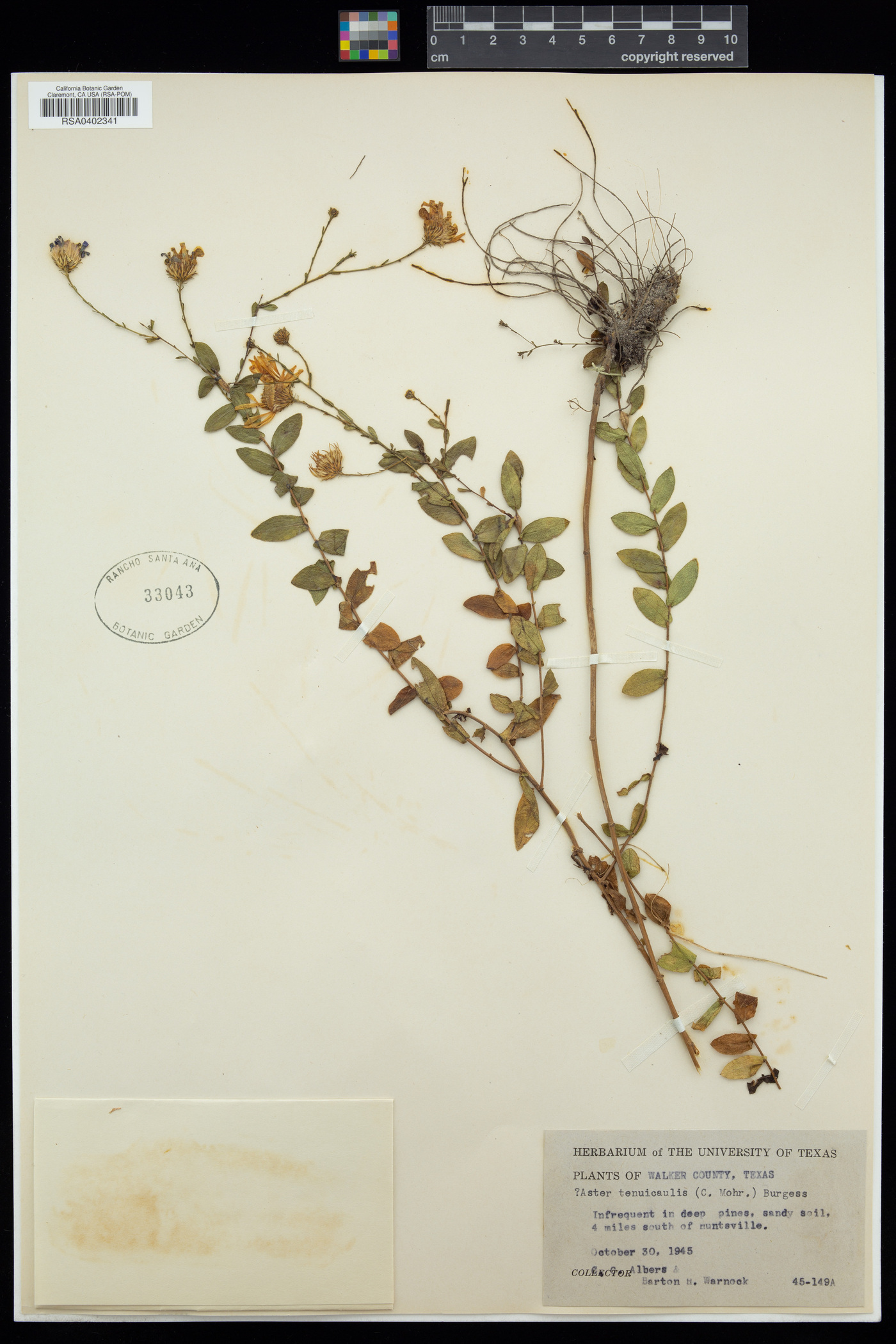 Aster tenuicaulis image