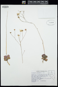 Atrichoseris platyphylla image