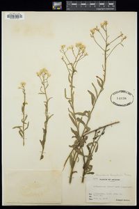 Baccharis bigelovii image