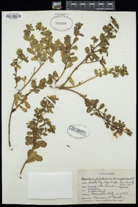 Baccharis pilularis image