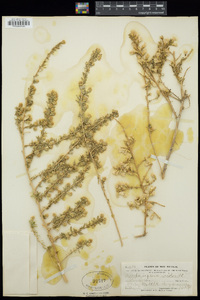 Baccharis pteronioides image