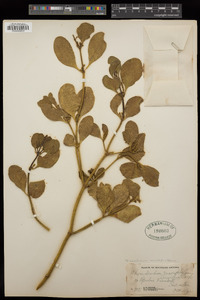 Phoradendron leucarpum subsp. macrophyllum image