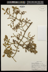 Phoradendron leucarpum subsp. tomentosum image