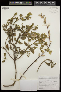 Phoradendron villosum subsp. villosum image