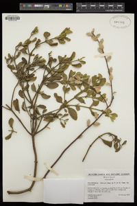 Phoradendron leucarpum image