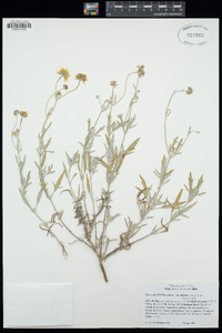 Bahia absinthifolia image