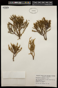 Phoradendron juniperinum image