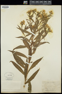 Baccharis salicifolia subsp. salicifolia image