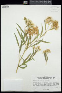 Baccharis salicifolia image