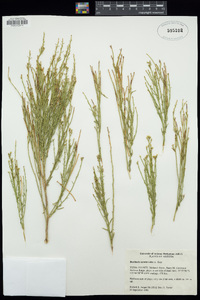 Baccharis sarothroides image