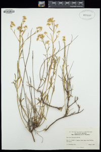 Baccharis thesioides image